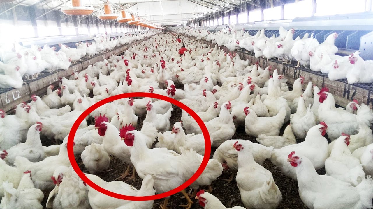 Breeding Resistant Chickens for Improved Food Safety